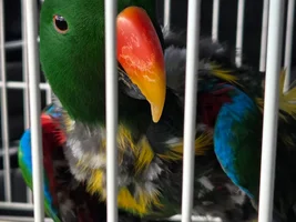 New bird! Introducing.....