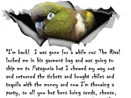 The Rickeybird Scrapbook, 1984 - Updates