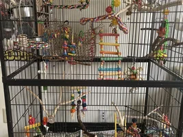 Hello! My entire life story about budgies :)