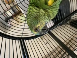 Amazon feather loss around eyes