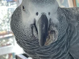 African Grey - Beak growth/cancer?