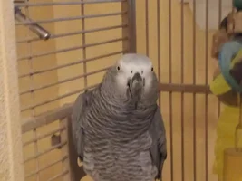 Meet Solomon