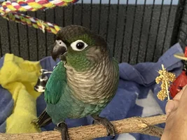 Feathers seem off, molting? regular cycle?
