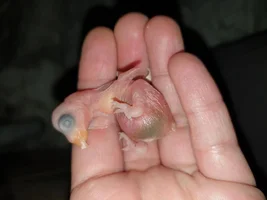 Please help with 1 & 2 days old ringneck parrots 😭