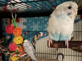 Hello! My entire life story about budgies :)