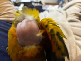 Update of my Sun Conure Bald Head