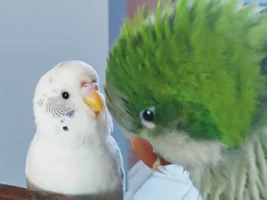 Official budgie photo thread!