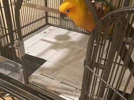 Bird Cage Cleaning (this will save you a ton of time) I promise!!!!
