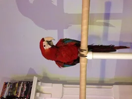 My jubilee macaw is home!