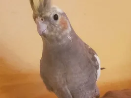 Texas Tiels Thread.