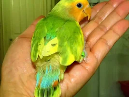 Lovebird dupe
