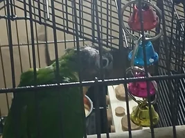 New GC Conure owner, bald spot