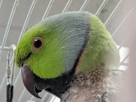 Ornithology:  Share and discuss scientific articles on parrots!