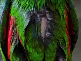Is this plucking or molting?!
