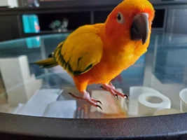 Rehoming Phoenix my Sun Conure