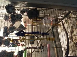 Opinion of cage