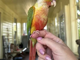 Hello! I am Jenn, and Ruby is my new Pineapple Conure companion!