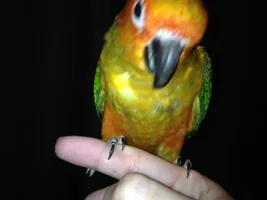 First molt / pin feathers