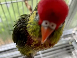 A sweet little birdie called Lovejoy đź’–