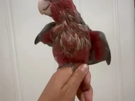 galah cockatoo question—is this bird sick?
