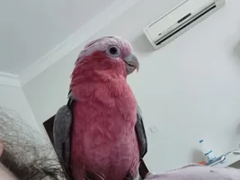 What subspecies is my galah?