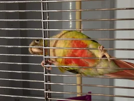 Pet Store Conure Caught My Eye While Window Shopping
