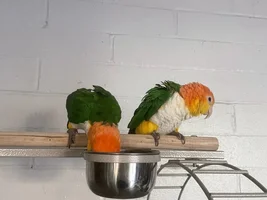 It’s a boy??? It’s a girl???? It’s a Caique!!! X2