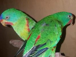 Anyone bred swifts parrots ? Hand reared them ? (Lathamus discolor)