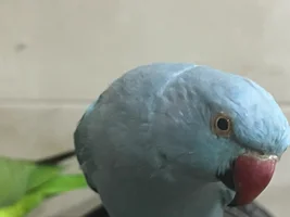 Indian ringneck born 2023 gender