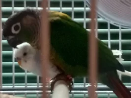New to Conures, ALL help appreciated!