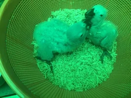 New CAG Chicks