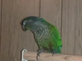 Pictures of my Green Cheeck