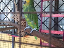 New member with orange winged amazon