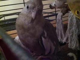 Cockatiel Help