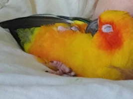 How do I calm down my new sun conure?