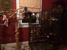 what does everyone use for play stands