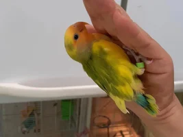 Lovebird dupe