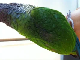 Feather Disease? (pictures) Should I be worried??