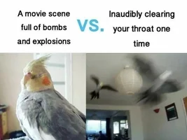 The best Bird meme!!