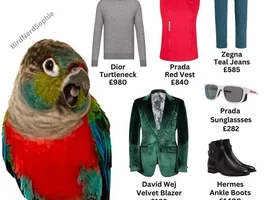The best Bird meme!!