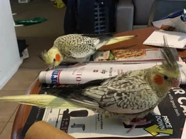 Cockatiel Chick Problems?