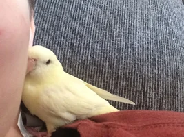 Some pictures of my bird!!