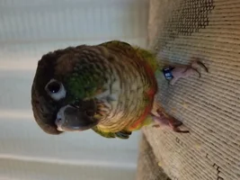 Meet Iago