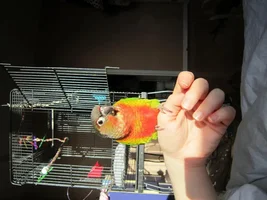 formally introducing my new conure :D