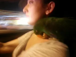 Yoshi regurgitating to mirrors