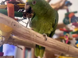 Amazon parrot diagnosed with chronic leukemia.