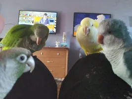 Laura's Flock Thread