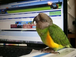 First pedicure - Baxter such a good bird