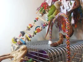 Chia's Cage Setup