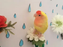 May POTM Contest